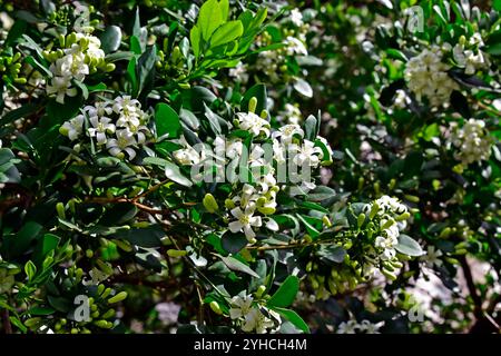 Orangen-Jasmin-Blüten am Baum (Murraya paniculata) im tropischen Garten Stockfoto