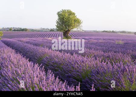 Eigenständiger Baum zwischen Lavendelreihen in Valensole Fields in der Provence, Frankreich Stockfoto