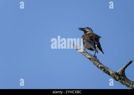 Gefleckter Nussknacker (Nucifraga caryocatactes) in einem natürlichen Lebensraum Stockfoto