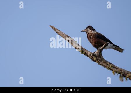 Gefleckter Nussknacker (Nucifraga caryocatactes) in einem natürlichen Lebensraum Stockfoto