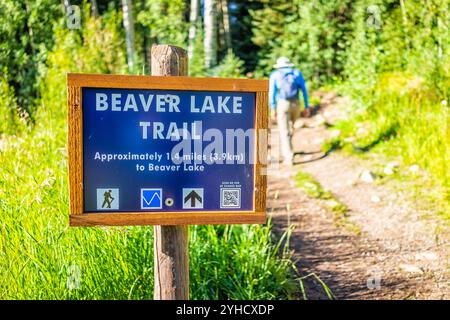 Beaver Creek, USA – 30. August 2022: Baumstämme im Aspen-Wald im Beaver Creek, Colorado am Beaver Lake Mountain Trail Stockfoto