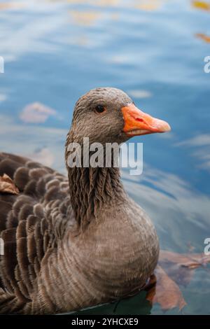 Nahaufnahme von Gänsekopf Anser Anser im See, Albufera de Anna, Spanien Stockfoto