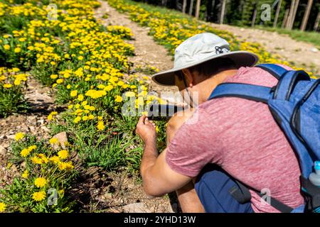 Man Smartphone fotografiert Wildblumen auf dem Wanderweg Royal Elk zum Beaver Lake in Avon, Colorado auf einem Wanderweg im Sommer Stockfoto