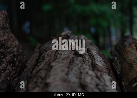 Schließen Sie den Rindenbaum. Hochwertige Fotos Stockfoto