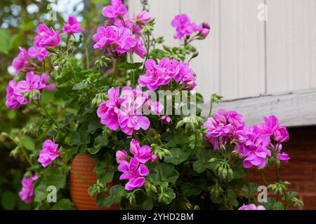 Pelargonium peltatum mit rosa, violetten Blüten in einem hängenden Blumentopf Stockfoto