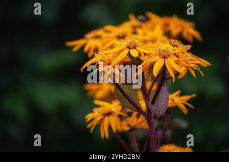 Gelbe Blüten der Ligularia dentata Nahaufnahme Stockfoto