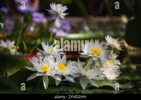 Weiße Seerose Nymphaea gigantea in einem Teich Stockfoto