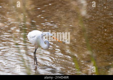 Schneebedeckter Weißreiher schnappt sich einen kleinen Fisch Stockfoto