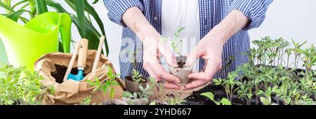 Ein Mann pflanzt junge Tomaten- und Paprikensetzlinge in Öko-Töpfe um, pflanzt Setzlinge aus Plastikbehältern in Torftöpfe, Prepa Stockfoto