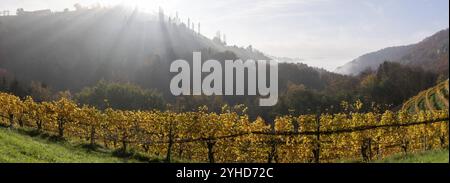 Herbstatmosphäre, Morgensonne über Weinberg im Nebel, Hintergrundlicht, Panoramaaufnahme, St. Andrae-Hoech, Sausal, Steiermark, Österreich, Europa Stockfoto