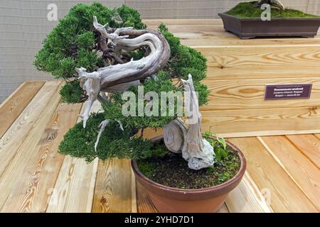 Bonsai, chinesischer wacholder (Juniperus chinensis). Alter, ca. 100 Jahre. Ausstellung von Bonsai in Aptekarski Ogorod (ein Zweig des Botanischen Gartens von M Stockfoto