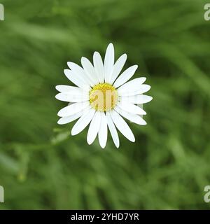 Leucanthemum vulgare, auch bekannt als Wiesenblüte, blüht auf einer Wiese, Wilnsdorf, Nordrhein-Westfalen, Deutschland, Europa Stockfoto