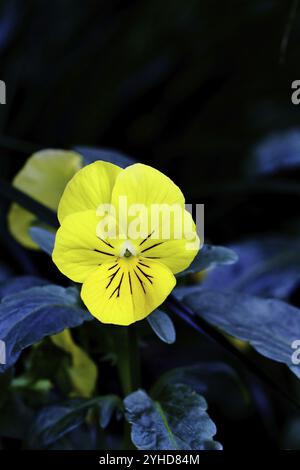 Gehörntes Violett (Viola cornuta Hybrid), Stiefmütterchen, gelbe Blüte auf schwarzem Hintergrund, Pflanzen, Blumen, Violett-Familie, Wilnsdorf, Nordrhein-Westphal Stockfoto