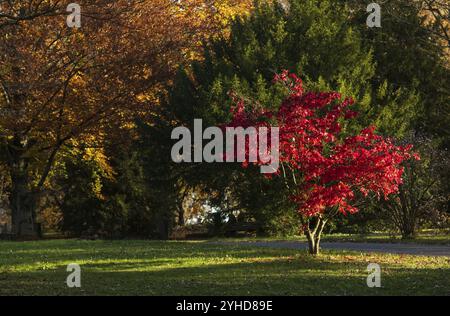Rote Blätter eines Ahorns, Ahornbaum, glänzt im Herbst, Park, Parklandschaft, Herbstatmosphäre, Hauptfriedhof Stuttgart, Baden-Württemberg, G Stockfoto