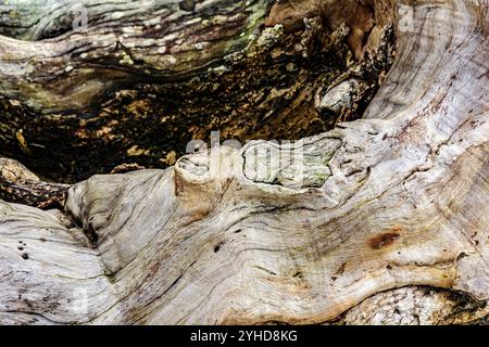 Die Textur eines faltigen und ausgetrockneten Holzstamms Stockfoto