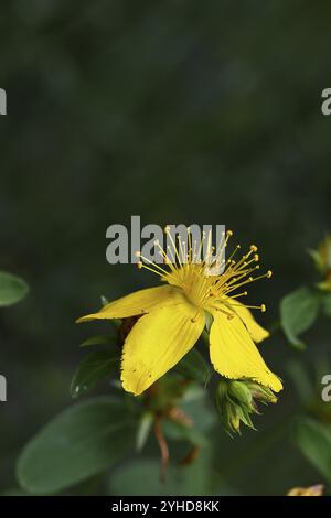 Johanniskraut (Hypericum perforatum), Johanniskraut oder Johanniskraut (Hypericum perforatum), Blutkraut, Johanniskraut, Fleck Stockfoto