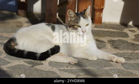 Eine Katze liegt entspannt auf einem steinigen Boden in der Sonne, Katze (n), Olymbos, Bergdorf, Morgenlicht, Karpathos, Dodekanesisch, Griechische Inseln, Griechenland, Euro Stockfoto