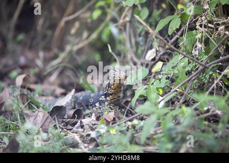 Bands-Monitoreidechse (Varanus salvator), Tissamaharama, Südprovinz, Sri Lanka, Asien Stockfoto