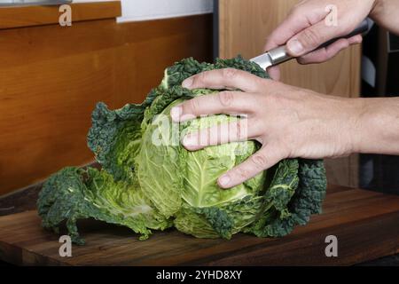 Schwäbische Küche, Zubereitung von wirsingkohl, Wildschweinmedaillons mit wirsingkohl-Kuchen, Gemüse, gesunder, roher wirsingkohl-Kopf auf Cuttin Stockfoto