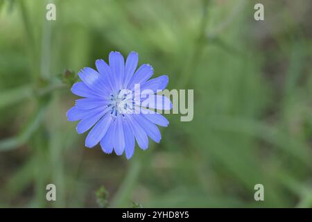 Zichorien oder Zichorien (Cichorium intybus), Einzelblüten, blaue Blüten, Westerwald, Rheinland-Pfalz, Deutschland, Europa Stockfoto