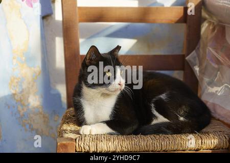 Eine schwarz-weiße Katze sitzt auf einem Stuhl im Sonnenlicht, Katze (n), Olymbos, Bergdorf, Morgenlicht, Karpathos, Dodekanesisch, Griechische Inseln, Griechenland Stockfoto