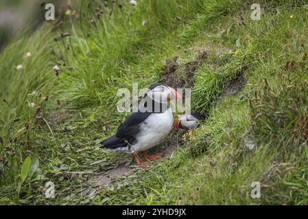 Puffin (Fratercula arctica), Westray, Orkney-Inseln, Schottland, Großbritannien Stockfoto