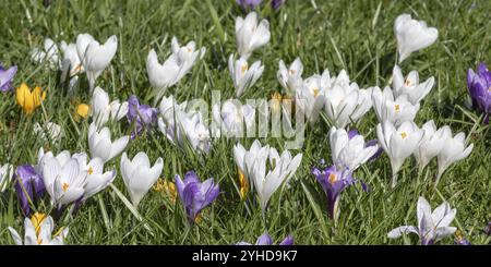 Krokusse in einer Wiese blühende Krokusse oder Krokusse mit weißen, violetten und gelben Blüten, Krokusse sind beliebte Zierpflanzen Stockfoto