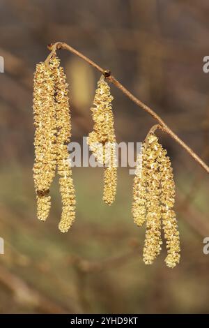 Katzenblüten der Gemeinen Haselnuss (Corylus avellana) oder Amente der Gemeinen Haselnuss (Corylus avellana) im Frühjahr. Catkins sind die männlichen Fl Stockfoto