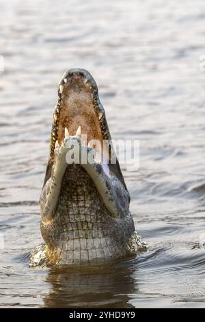 Brillenkaiman (Caiman crocodilus yacara), Krokodil (Alligatoridae), Krokodil (Crocodylia), Sprünge aus dem Wasser, Mund offen, Pantanal, Inland, Stockfoto