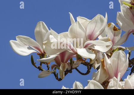 Blüten der Tulpenmagnolie (Magnolia x soulangeana) Blüten der Unterteller-Magnolie (Magnolia x soulangeana) Mit blauem Himmel. federbloss Stockfoto