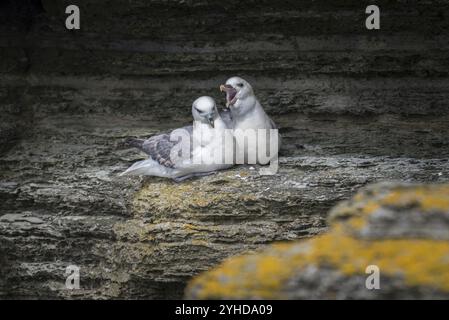 Fulmars, Sozialverhalten, Fulmarus glazialis, Westray, Orkney-Inseln, Schottland, Großbritannien Stockfoto