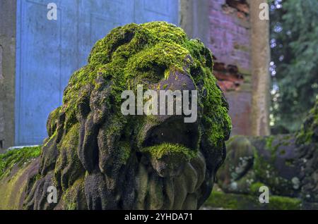 Moosbedeckter Löwenkopf aus Stein. Ein Fragment einer Steinstatue im alten Park. Italien Stockfoto