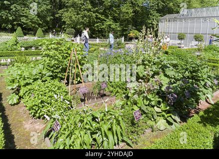 Moskau, Russland, 26. Mai 2018: Betten mit Heilpflanzen in Aptekarski Ogorod (einem Zweig des Botanischen Gartens der Moskauer Staatlichen Universität). Moskau, Stockfoto