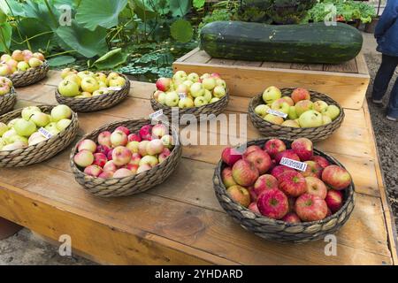 Korbkörbe mit roten und gelben Reifen Äpfeln verschiedener Sorten Stockfoto