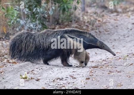 Riesenamittel (Myrmecophaga tridactyla), in der Abenddämmerung, vor Sonnenaufgang, Pantanal, Binnenland, Feuchtgebiet, UNESCO-Biosphärenreservat, Weltkulturerbe, feucht Stockfoto