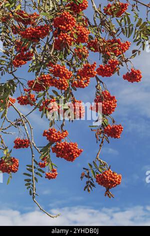 Die gefiederten Blätter und orangen Früchte der eberei (Ailanthus Sorbus aucuparia) mit blauem Himmel. Blätter und Früchte des rowan (Sorbus aucuparia, Mount Stockfoto