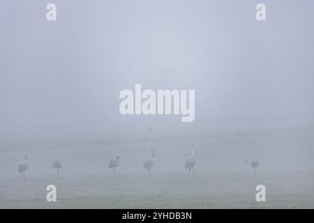 Nebelstimmung bei Marschau, Strauße auf einem Feld, Nebelstimmung, Marschau, Sachsen, Deutschland, Europa Stockfoto