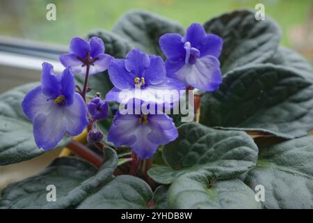 Usambara violett (Saintpaulia ionantha), Violett, Afrika, Kulturform, Fensterpflanze, Schwäbisch Hall, Hohenlohe, Heilbronn-Franken, Baden-Württemberg Stockfoto