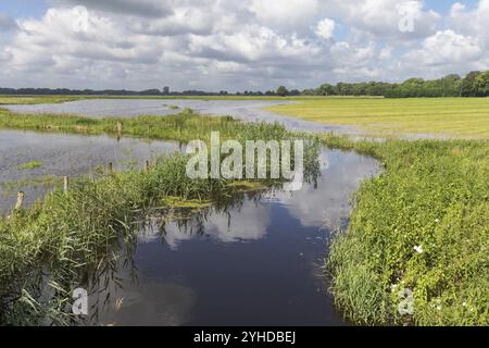 Hochwasser nach starkem Regen in der Alsteraue mit Wiesen und Schilf im Juli bei Wakendorf II in Schleswig-Holstein, Deutschland, Europa Stockfoto