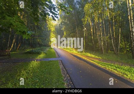 Moskau, Russland, 28. August 2020: Menschen spazieren auf einem Wanderweg in einem Waldpark, der von der Abendsonne wunderschön beleuchtet wird. Moskau, Russland, Europa Stockfoto