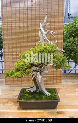 Bonsai, chinesischer wacholder (Juniperus chinensis). Alter, ca. 100 Jahre. Ausstellung von Bonsai in Aptekarski Ogorod (ein Zweig des Botanischen Gartens von M Stockfoto