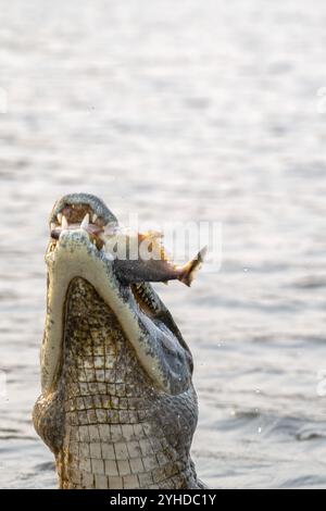 Brillenkaiman (Caiman crocodilus yacara), Krokodil (Alligatoridae), Krokodil (Crocodylia), Sprünge aus dem Wasser, Piranhas im Mund, Pantanal, Stockfoto