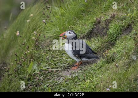 Puffin (Fratercula arctica), Westray, Orkney-Inseln, Schottland, Großbritannien Stockfoto