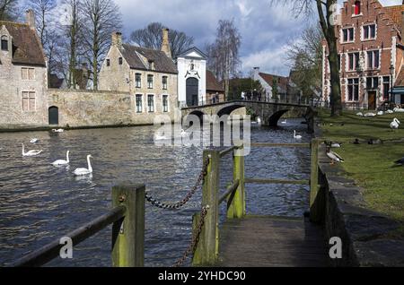 Schwäne auf dem Kanal in Brügge, einem beliebten Touristenziel in Belgien Stockfoto