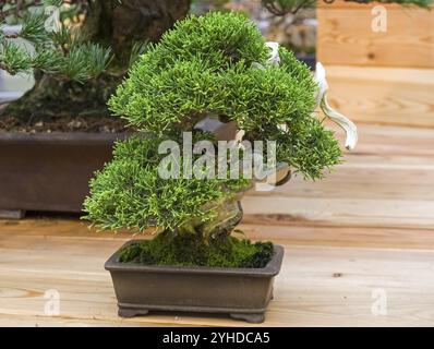 Bonsai, chinesischer wacholder (Juniperus chinensis). Alter, ca. 40 Jahre. Ausstellung von Bonsai in Aptekarski Ogorod (ein Zweig des Botanischen Gartens von Mo Stockfoto