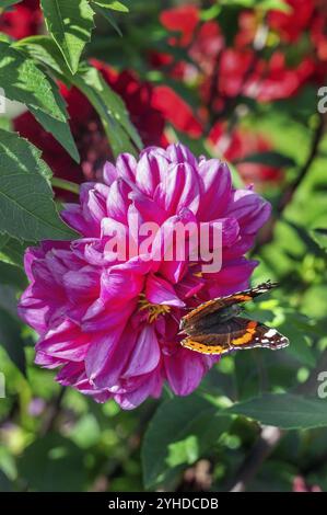 Dahlia (Dahlia), mit Schmetterling Admiral (Vanessa atalanta, syn.: Pyrameis atalanta), Allgaeu, Bayern, Deutschland, Europa Stockfoto