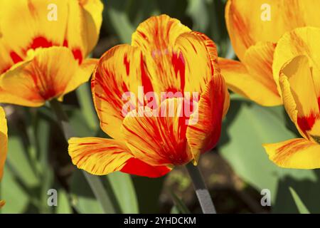 Tulpen der Art Andre Citroen auf einem Blumenbeet Stockfoto