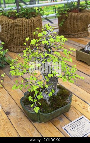 Chinesische Ulme (Ulmus parvifolia), Bonsai im Stil von Stockfoto