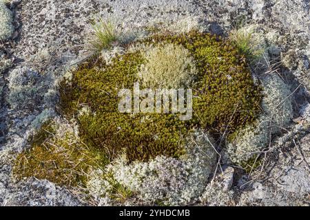 Moos und Flechten auf einem Granitfelsen. Karelien, das Ufer des Ladoga-Sees, Russland, Europa Stockfoto