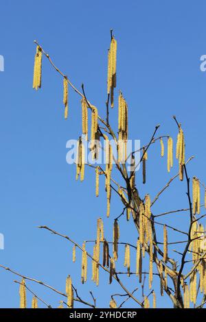 Blühende Haselnuss (Corylus avellana) vor blauem Himmel, katzenblüten. Blühende Gemeine Haselnuss (Corylus avellana) im Frühling mit blauem Himmel. Stockfoto